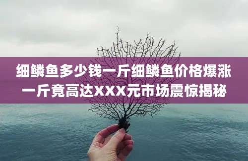 细鳞鱼多少钱一斤细鳞鱼价格爆涨一斤竟高达XXX元市场震惊揭秘