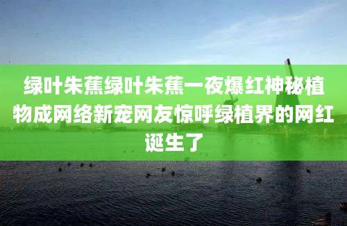 绿叶朱蕉绿叶朱蕉一夜爆红神秘植物成网络新宠网友惊呼绿植界的网红诞生了