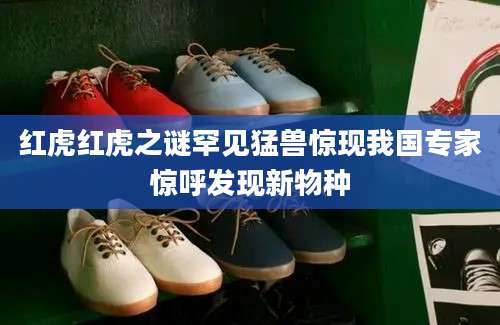 红虎红虎之谜罕见猛兽惊现我国专家惊呼发现新物种