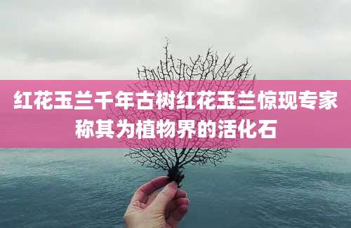 红花玉兰千年古树红花玉兰惊现专家称其为植物界的活化石
