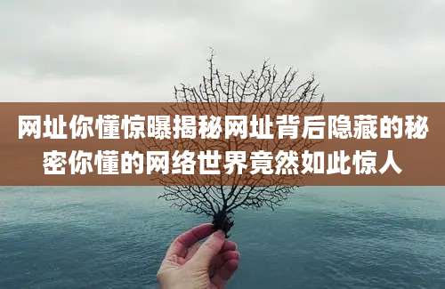 网址你懂惊曝揭秘网址背后隐藏的秘密你懂的网络世界竟然如此惊人
